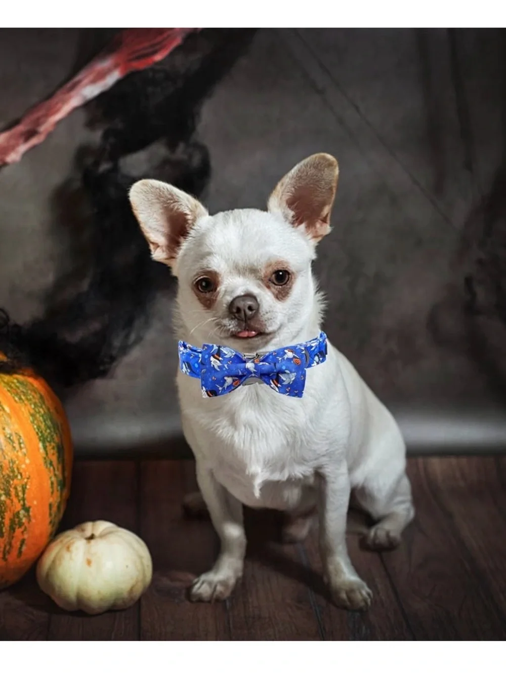 Halloween Dog Collar - Shark With Pumpkin Holiday Pet Bow Collar Size Small